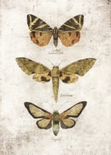 Butterflies VI by Mike Koubou thumbnail