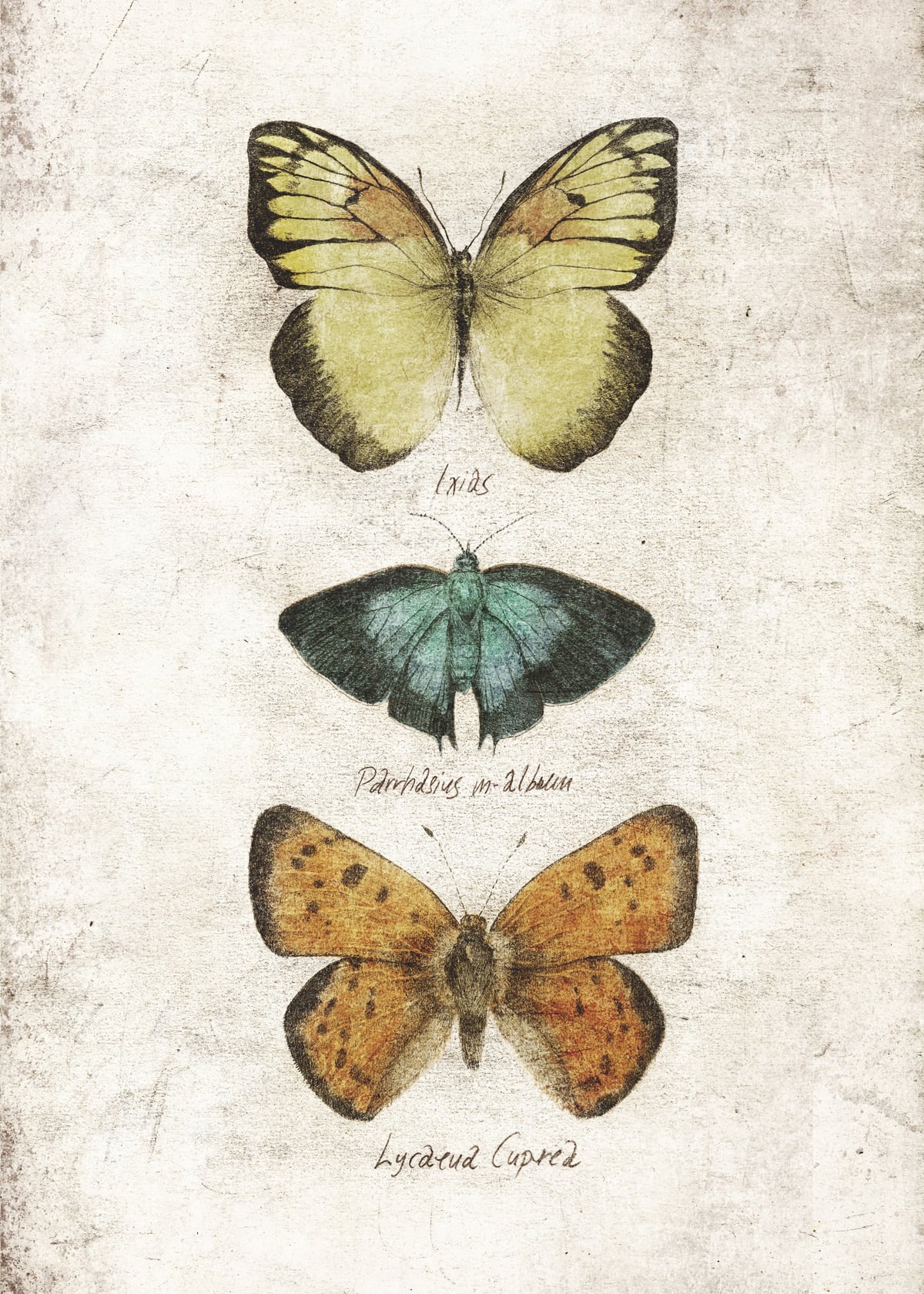 Butterflies V by Mike Koubou