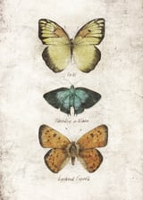 Butterflies V by Mike Koubou thumbnail