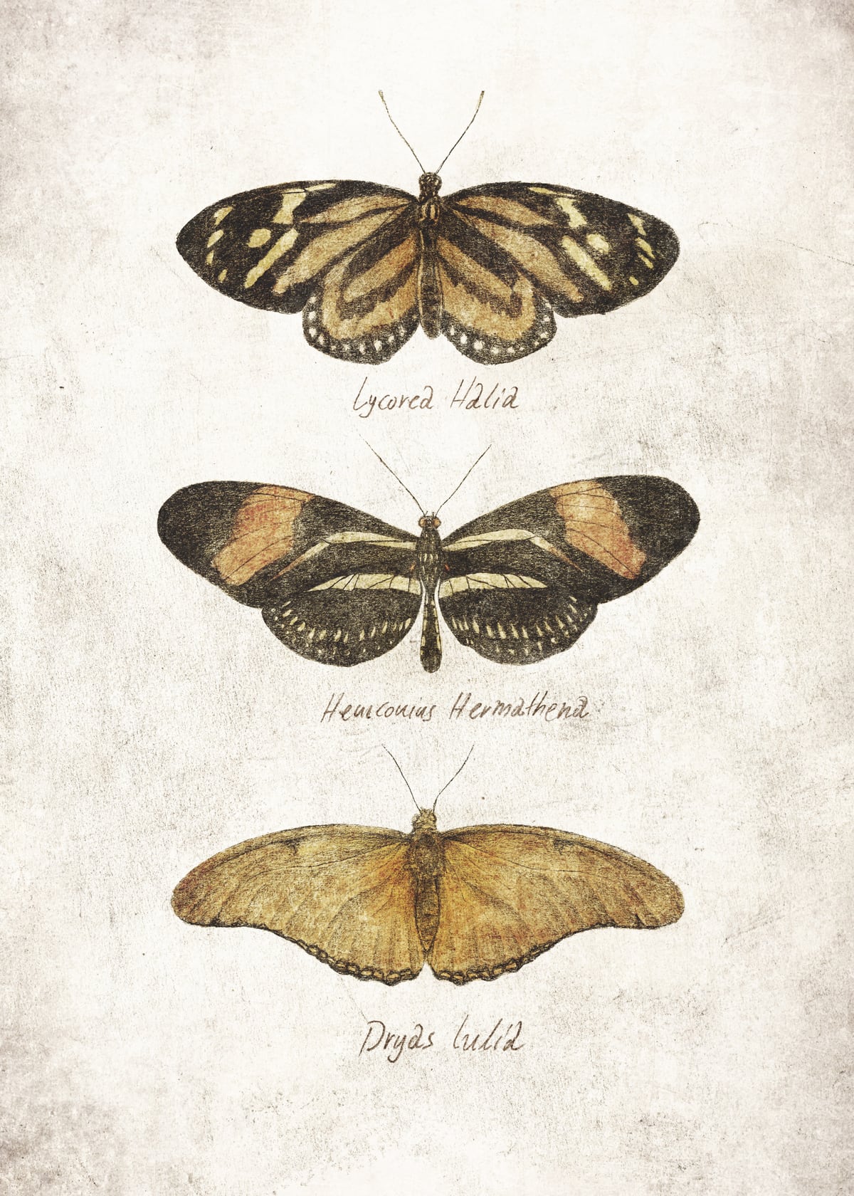Butterflies IV by Mike Koubou