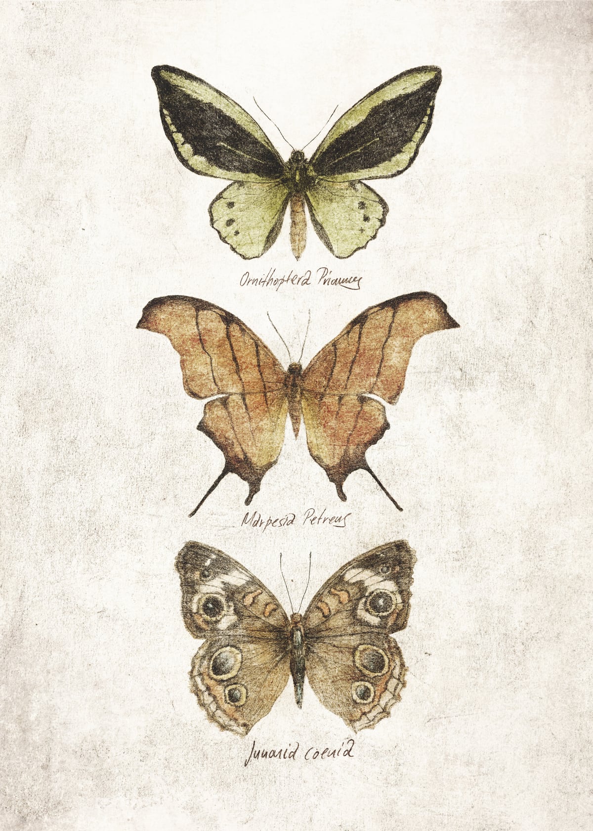 Butterflies III by Mike Koubou