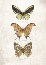 Butterflies III by Mike Koubou thumbnail