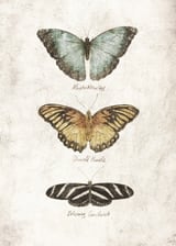 Butterflies II by Mike Koubou thumbnail