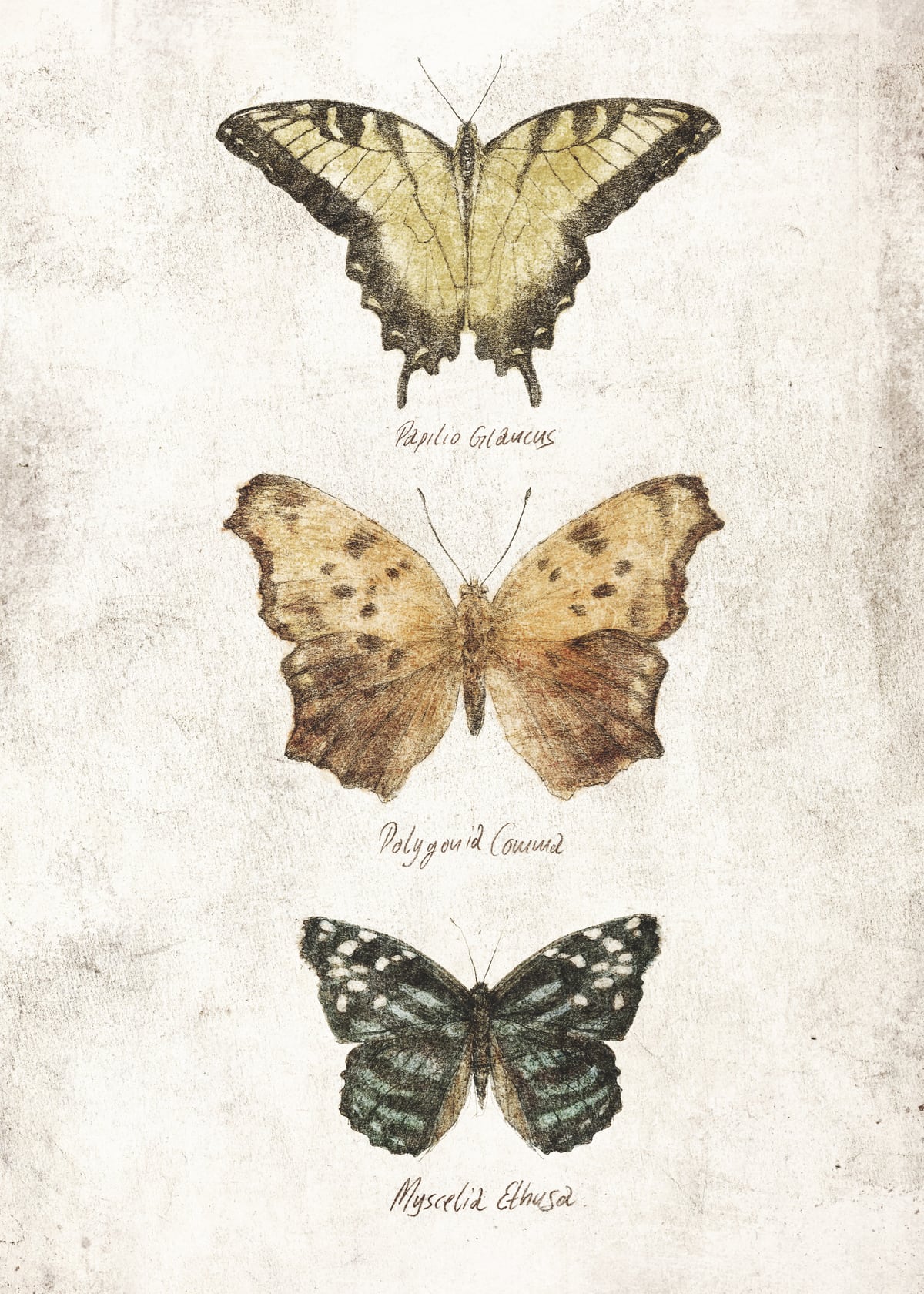 Butterflies I by Mike Koubou