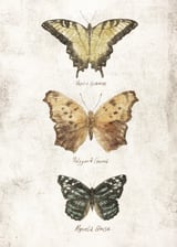 Butterflies I by Mike Koubou thumbnail