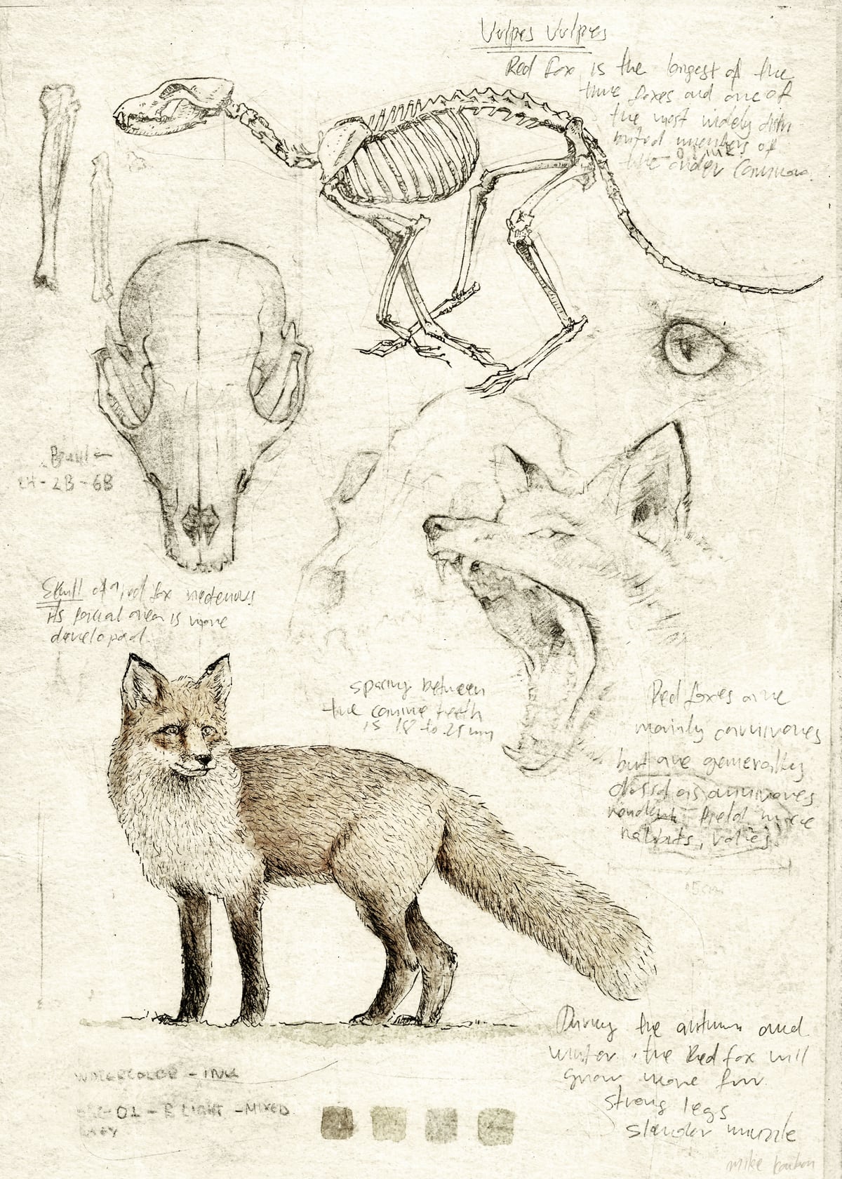 Fox by Mike Koubou