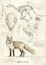 Fox by Mike Koubou thumbnail