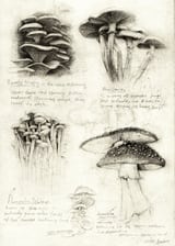 Mushrooms by Mike Koubou thumbnail