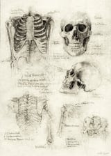 Skeleton by Mike Koubou thumbnail