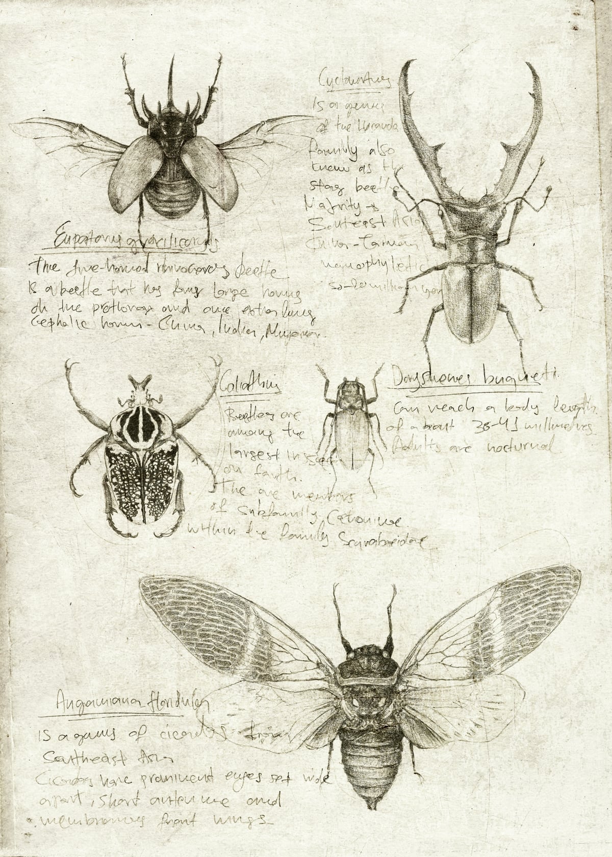 Insects by Mike Koubou