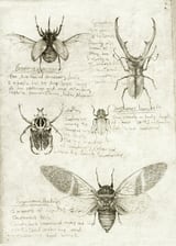 Insects by Mike Koubou thumbnail