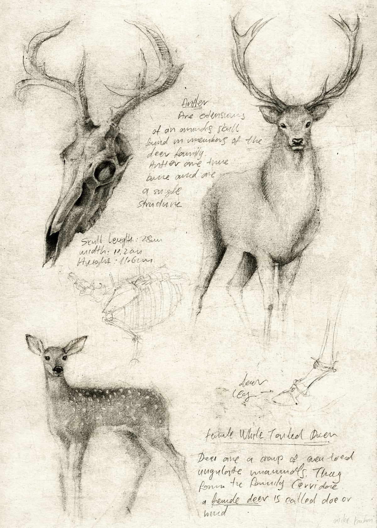deer by Mike Koubou