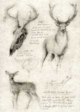 deer by Mike Koubou thumbnail