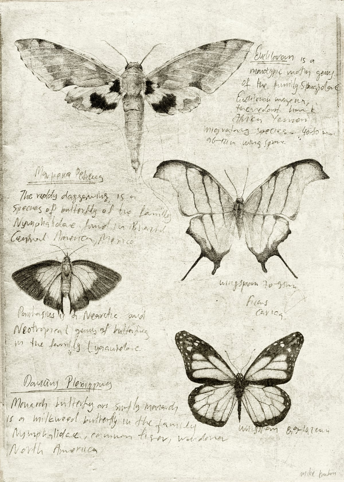 Butterflies by Mike Koubou