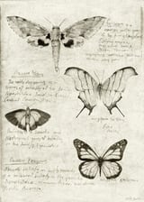 Butterflies by Mike Koubou thumbnail