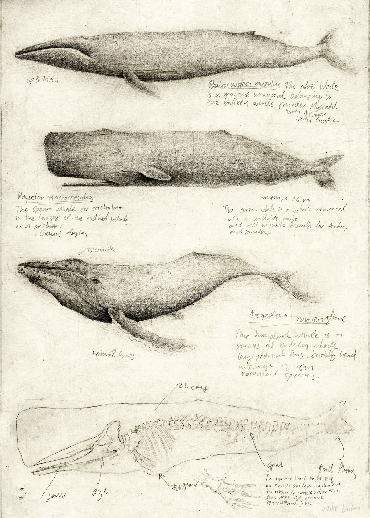 Whales by Mike Koubou