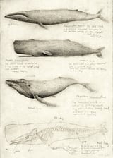 Whales by Mike Koubou thumbnail