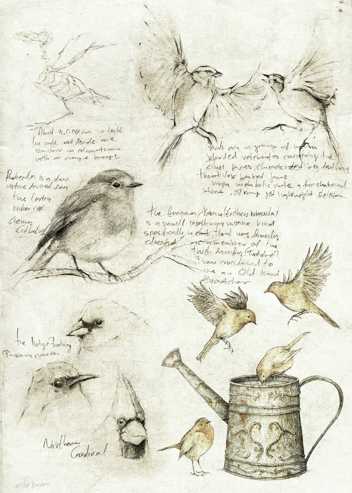 Birds by Mike Koubou
