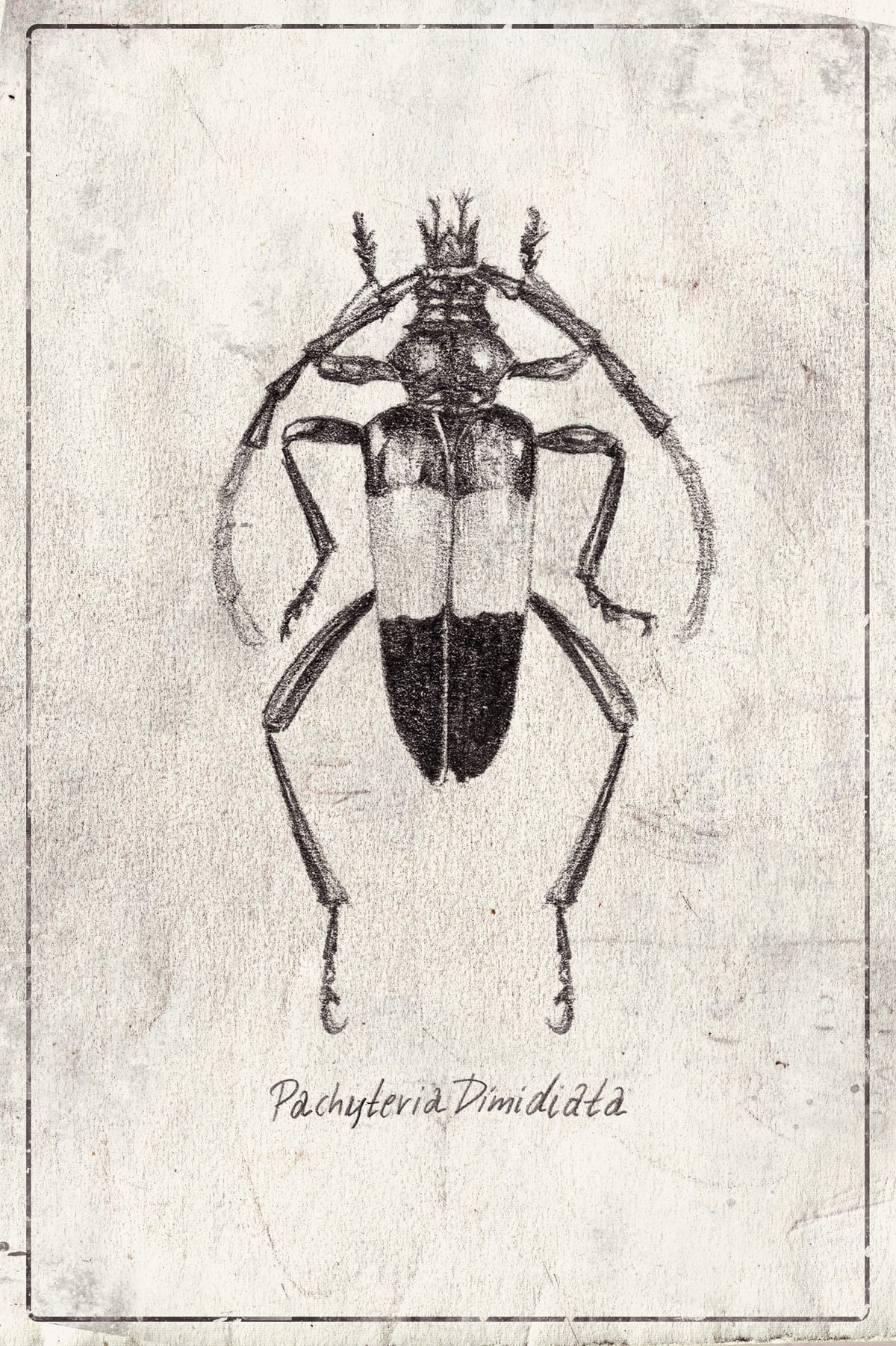 Pachyteria Dimidiata by Mike Koubou