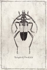 Pachyteria Dimidiata by Mike Koubou thumbnail