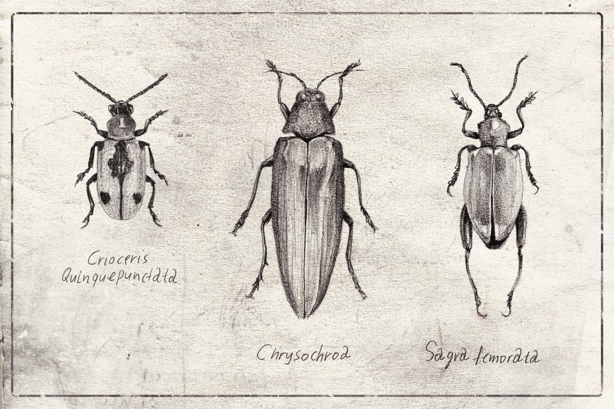 Crioceris Quinquepunctata Chrysochroa Sagra Femorata by Mike Koubou