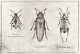 Crioceris Quinquepunctata Chrysochroa Sagra Femorata by Mike Koubou thumbnail