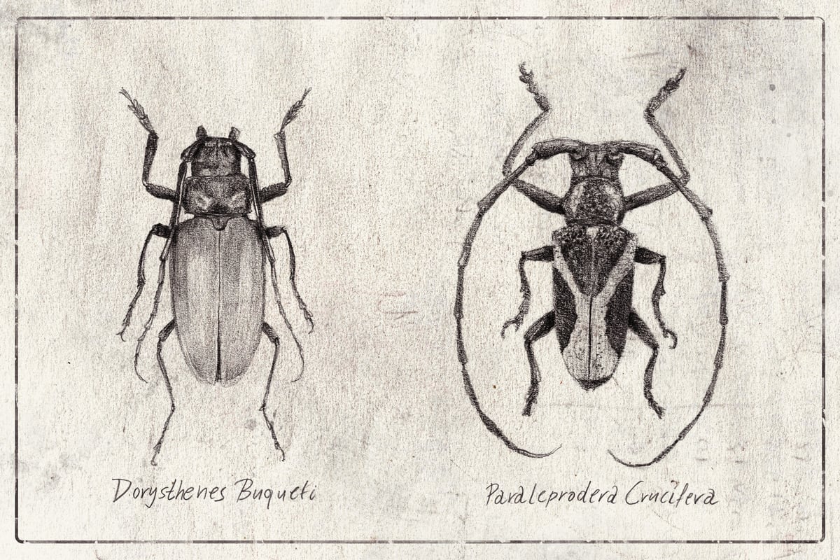 Dorysthenes Buqueti by Mike Koubou