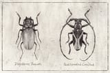 Dorysthenes Buqueti by Mike Koubou thumbnail