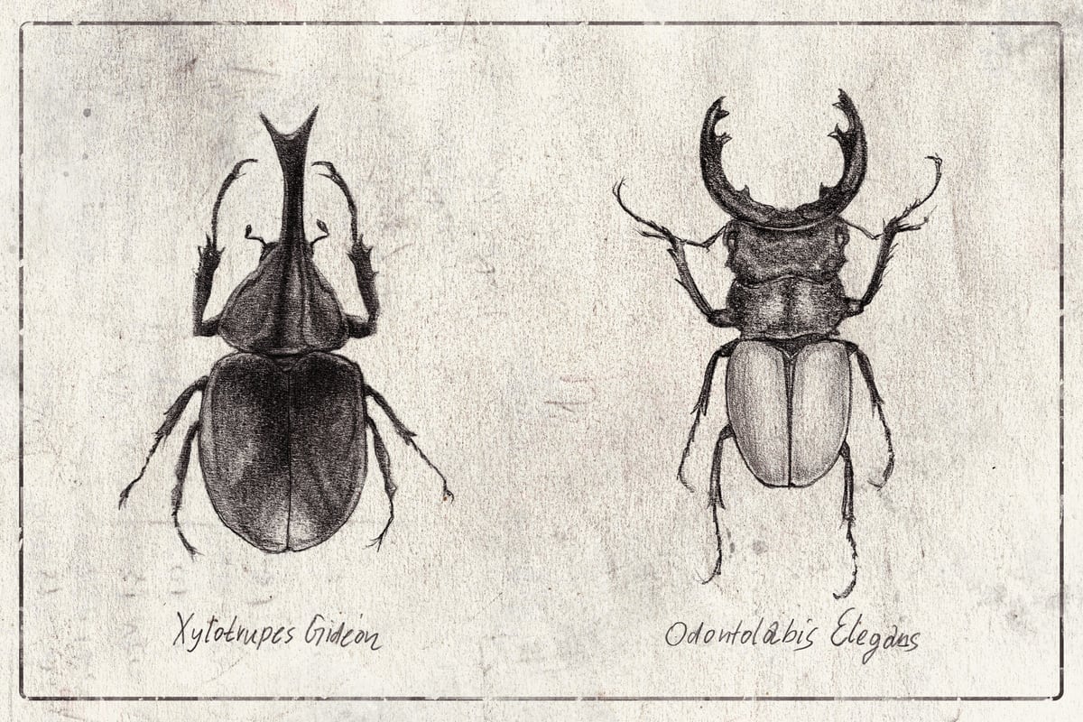 Xylotrupes Gideon Odontolabis Elegans by Mike Koubou