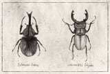 Xylotrupes Gideon Odontolabis Elegans by Mike Koubou thumbnail