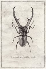 Cyclommatus Metalifer Finae by Mike Koubou thumbnail