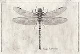 Anax Imperator by Mike Koubou thumbnail