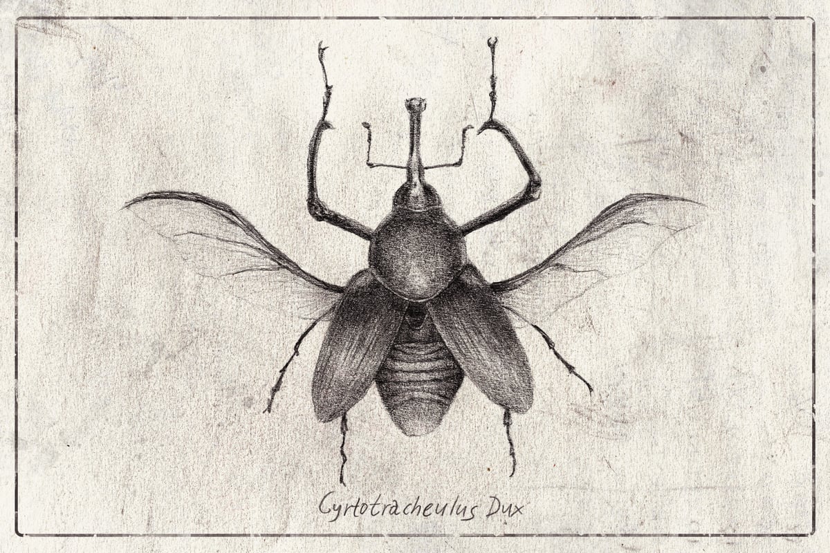 Cyrtotracheulus Dux by Mike Koubou