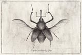 Cyrtotracheulus Dux by Mike Koubou thumbnail