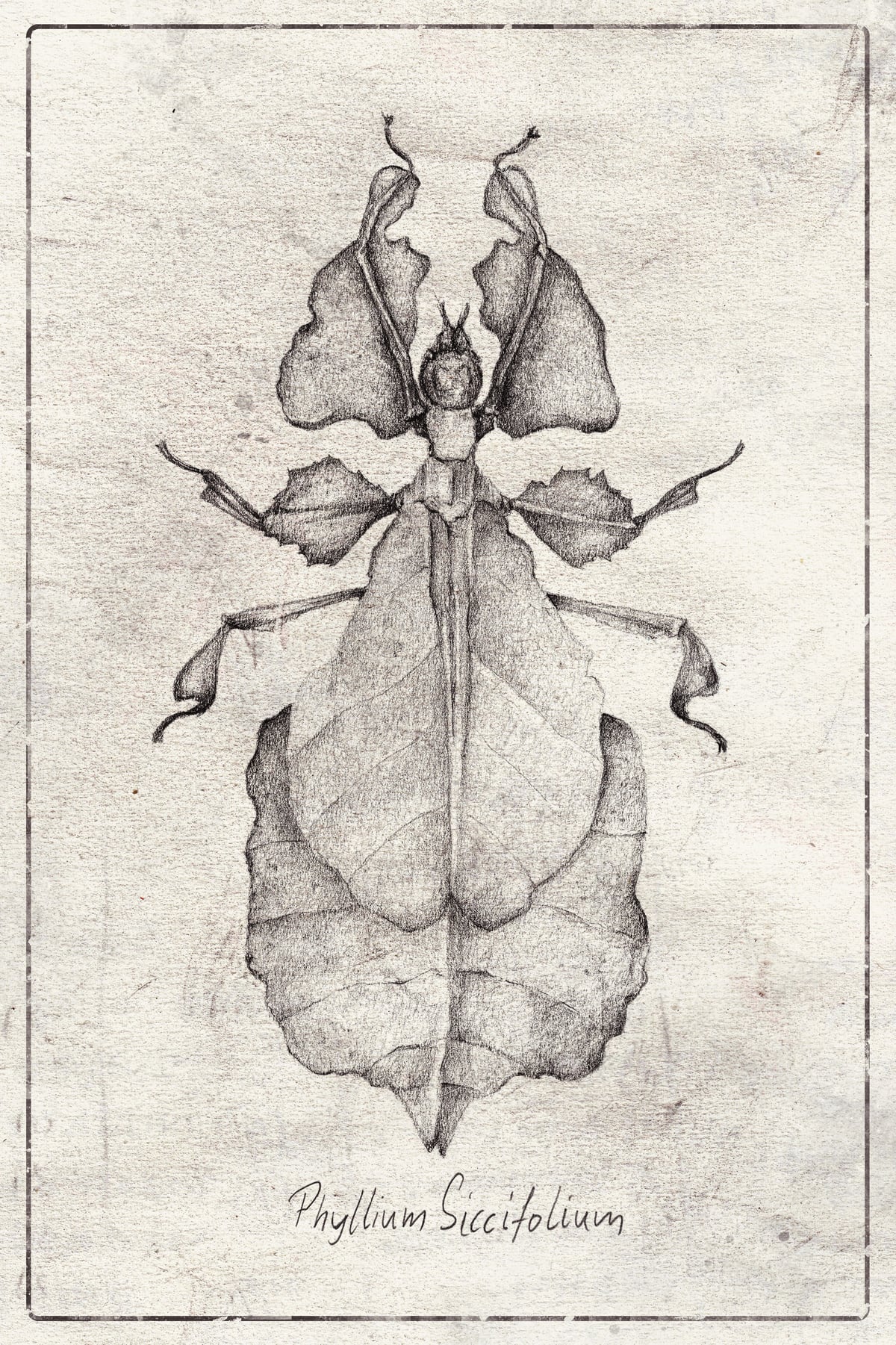 Phyllium Siccifolium by Mike Koubou