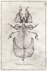 Phyllium Siccifolium by Mike Koubou thumbnail