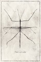 Phasmatidae by Mike Koubou thumbnail