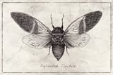 Argamiana Floridula by Mike Koubou thumbnail