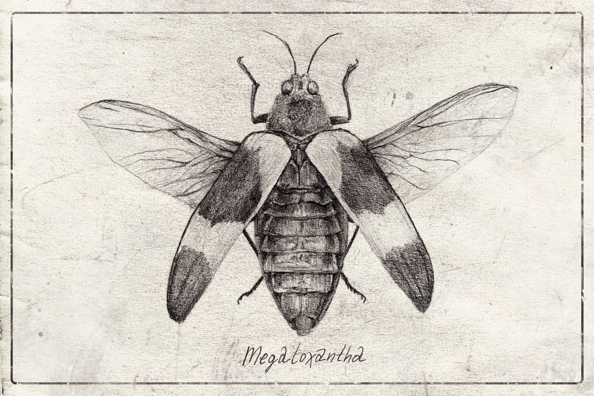 Megaloxanthia by Mike Koubou