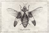 Megaloxanthia by Mike Koubou thumbnail
