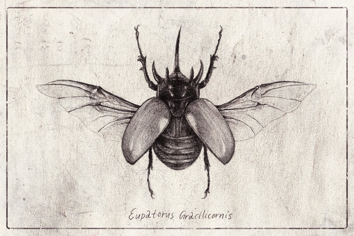 Eupatorus Gracilicornis by Mike Koubou