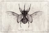 Eupatorus Gracilicornis by Mike Koubou thumbnail