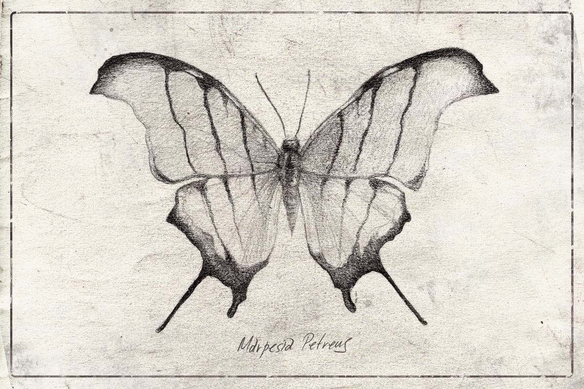 Marpesia Petreus by Mike Koubou