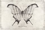 Marpesia Petreus by Mike Koubou thumbnail