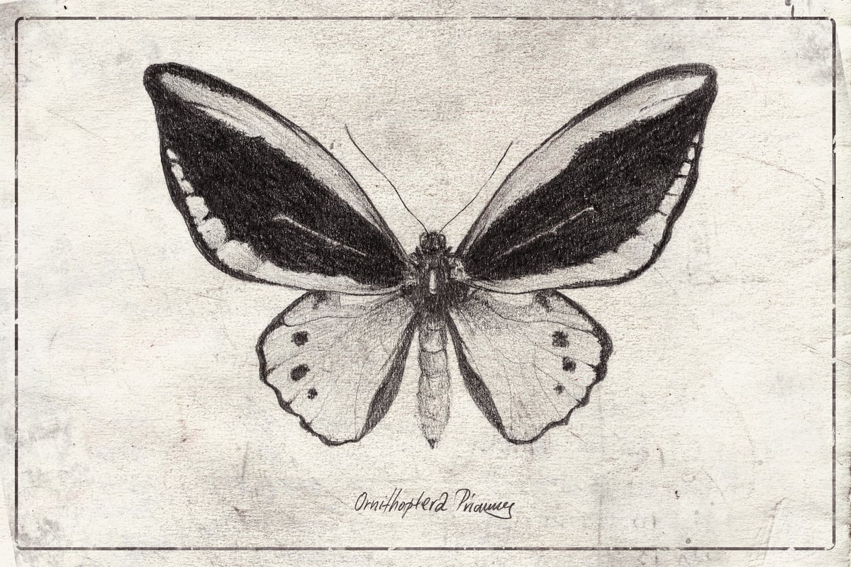 Ornithoptera Priamus by Mike Koubou
