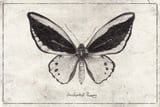Ornithoptera Priamus by Mike Koubou thumbnail
