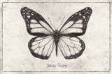 Danaus Plexippus by Mike Koubou thumbnail