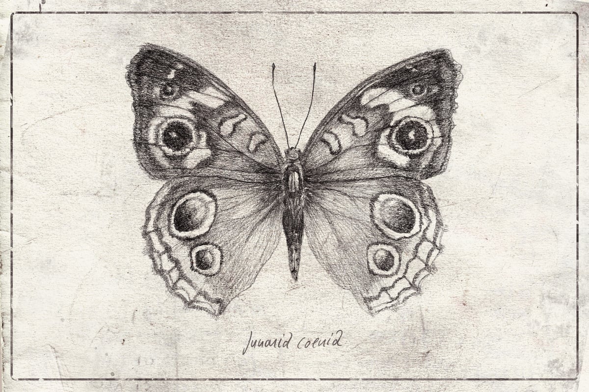 Junonia Coenia by Mike Koubou