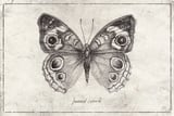 Junonia Coenia by Mike Koubou thumbnail