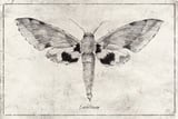 Euchloron by Mike Koubou thumbnail